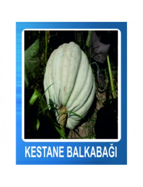 Kestane Balkabağı Tohumu 100gr 